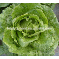 MLT07 Licui high resistant to heat chinese lettuce vegetable seeds